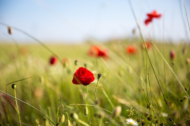 Primer plano de amapolas rojas en el campo