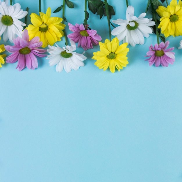 Foto gratuita primer plano de amarillo; flores de manzanilla rosa y blanco sobre fondo azul