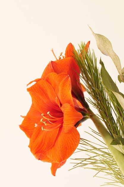 Foto gratuita primer plano de una amaryllis naranja rodeada de vegetación bajo las luces