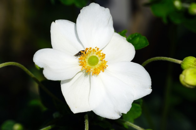 Primer plano de una anémona japonesa blanca