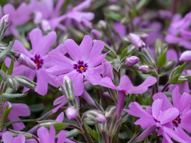 Primer plano de ángulo alto de flores aubrieta con vegetación