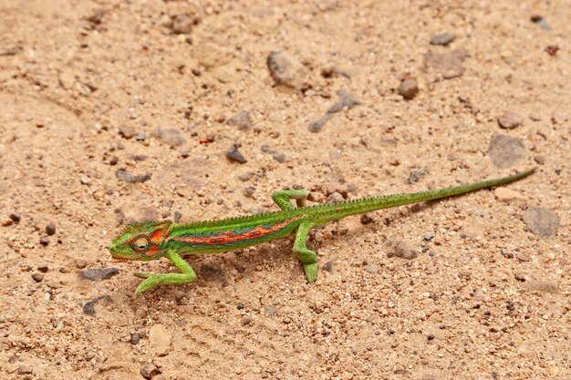 Primer plano de ángulo alto de un lagarto en un campo