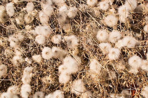 Foto gratuita primer plano de ángulo alto de plantas silvestres blancas con palos secos