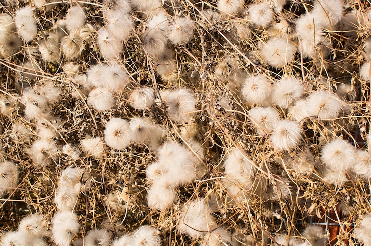 Foto gratuito primer plano de ángulo alto de plantas silvestres blancas con palos secos