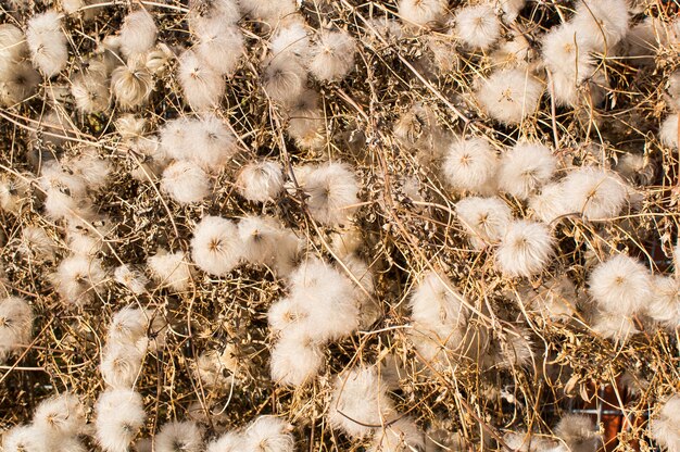 Primer plano de ángulo alto de plantas silvestres blancas con palos secos