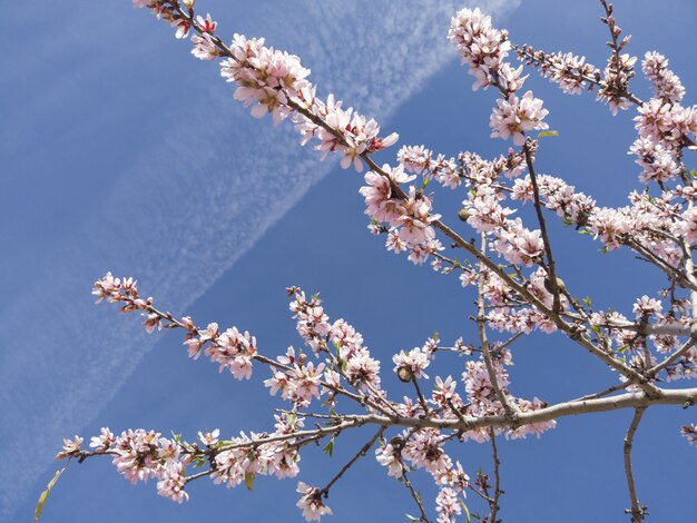 Primer plano de ángulo bajo de los cerezos en flor bajo la luz del sol y un cielo azul