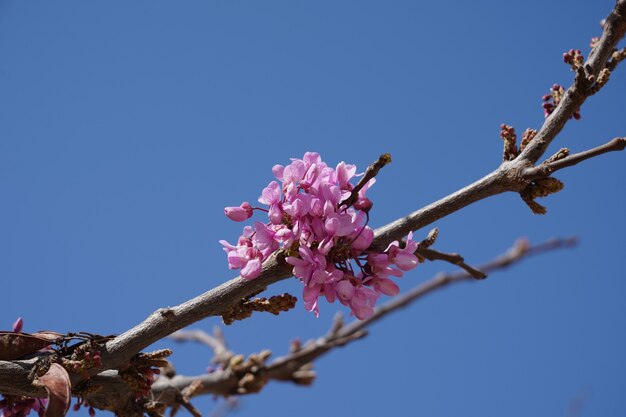 Primer plano de ángulo bajo de flores rosadas en la rama de un árbol bajo un cielo azul claro