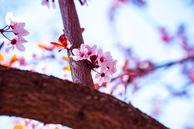 Foto gratuita primer plano de ángulo bajo de una hermosa flor de cerezo bajo la luz del sol con un fondo borroso