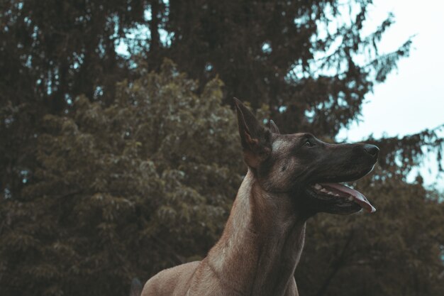 Primer plano de ángulo bajo un perro de Taiwán mirando hacia el lado en busca de aventuras