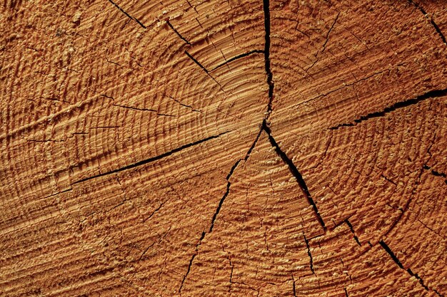 Primer plano de los anillos de crecimiento en el tocón de árbol cortado