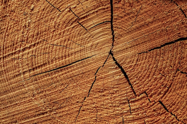 Primer plano de los anillos de crecimiento en el tocón de árbol cortado