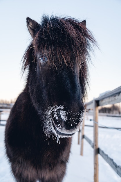 Primer plano de un animal de granja dando un paseo por la campiña nevada en el norte de Suecia