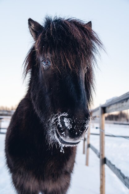 Primer plano de un animal de granja dando un paseo por la campiña nevada en el norte de Suecia