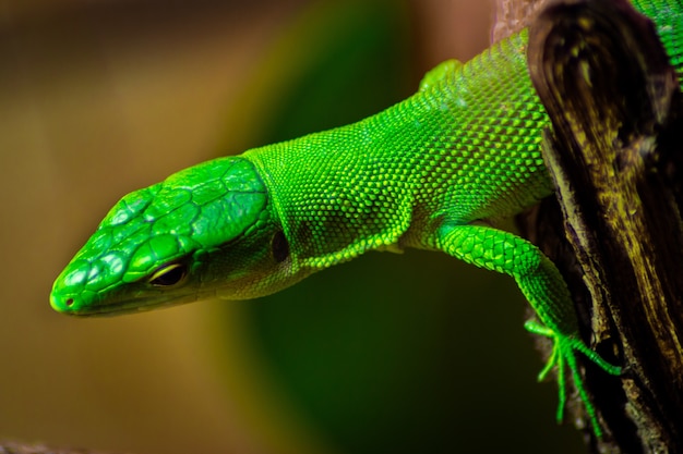 Primer plano de un anole verde en un árbol bajo la luz del sol