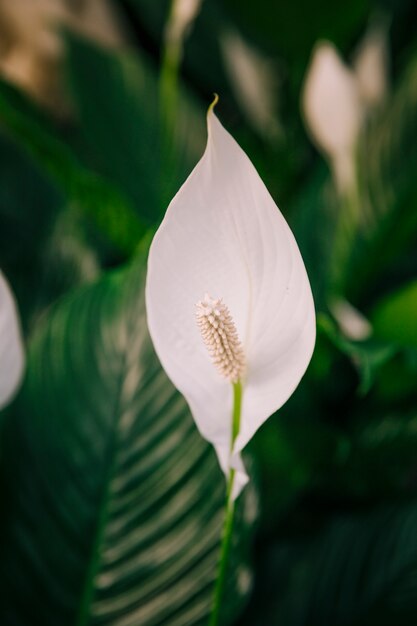 Primer plano de anthurium blanco flor andreanum