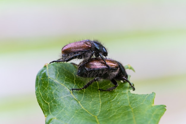 Primer plano de apareamiento de insectos en la hoja verde