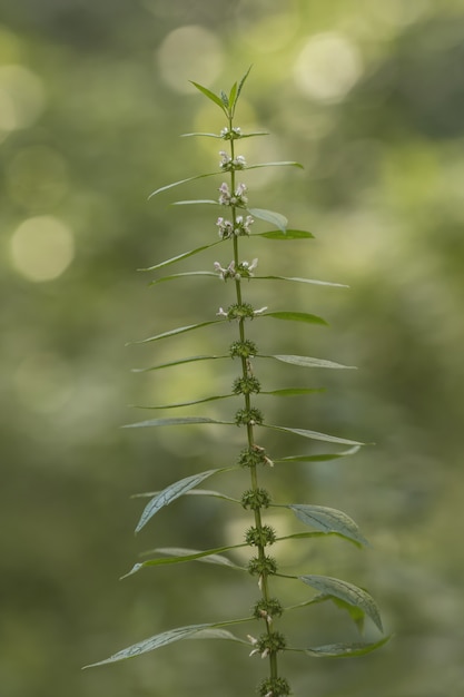 Primer plano de apendicula en un jardín bajo la luz solar con un fondo borroso y efecto bokeh