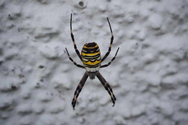 Primer plano de una araña de jardín amarilla bajando