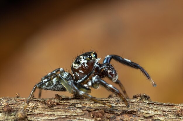 Primer plano de una araña en la ramita con fondo borroso