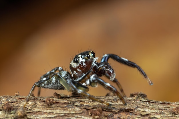 Primer plano de una araña en la ramita con fondo borroso