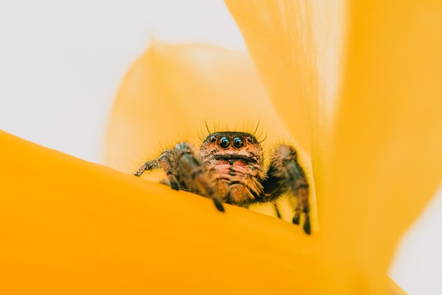 Primer plano de una araña saltadora real sobre un pétalo de flor amarilla