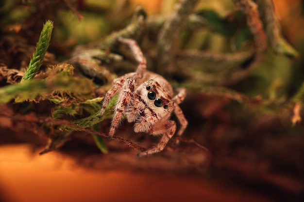 Primer plano de una araña saltadora sobre musgo