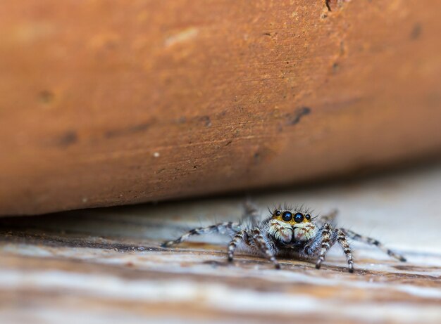 Primer plano de una araña saltadora