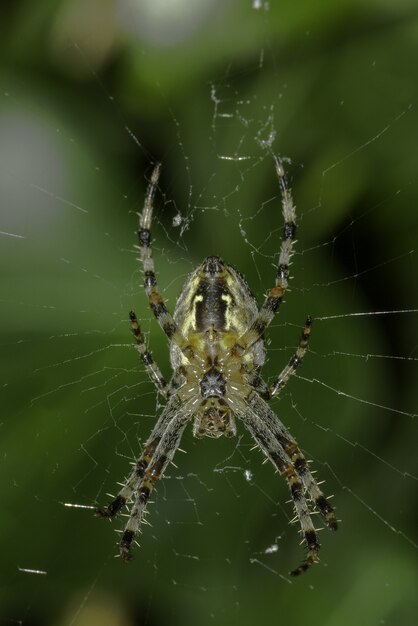 Primer plano de una araña en la web bajo la luz del sol con vegetación