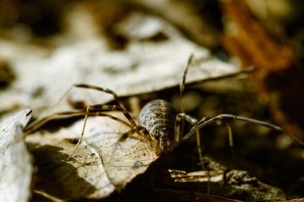 Primer plano de una araña