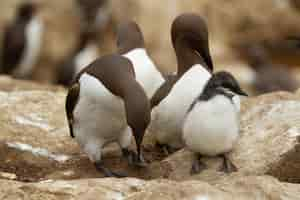 Foto gratuita primer plano de arao común blanco y marrón o aves marinas arao común en inglaterra