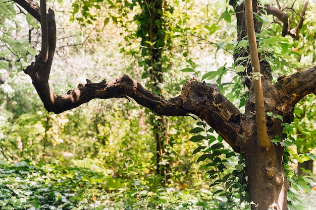 Foto gratuita primer plano de un árbol en el bosque
