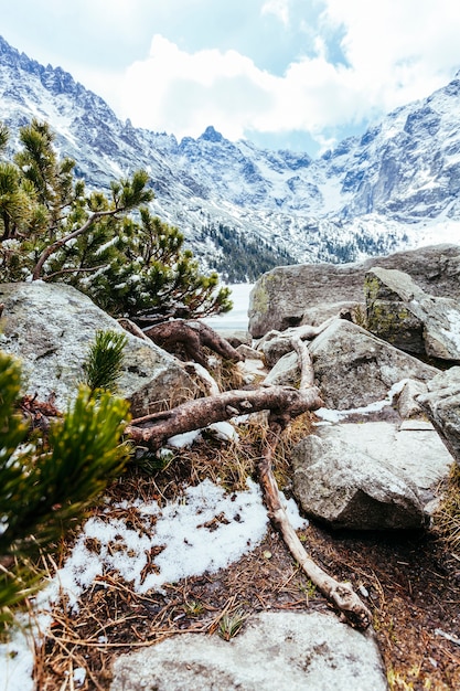 Primer plano de un árbol caído en un paisaje rocoso con una montaña nevada