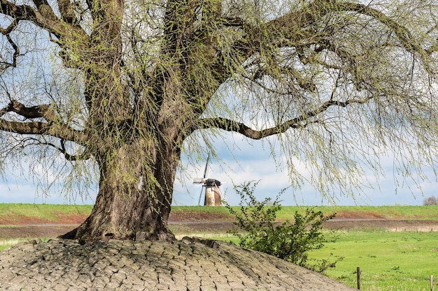 Primer plano de un árbol en un campo verde durante el día