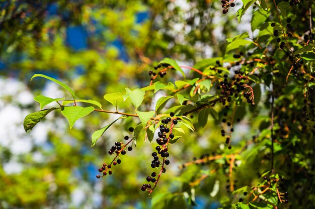 Primer plano de árbol de cerezo de pájaro (Prunus padus) con bayas maduras en los rayos del sol