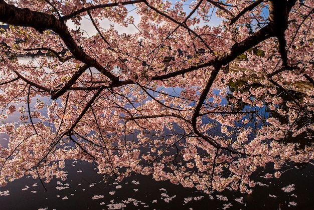 Primer plano de árbol de flor de cerezo