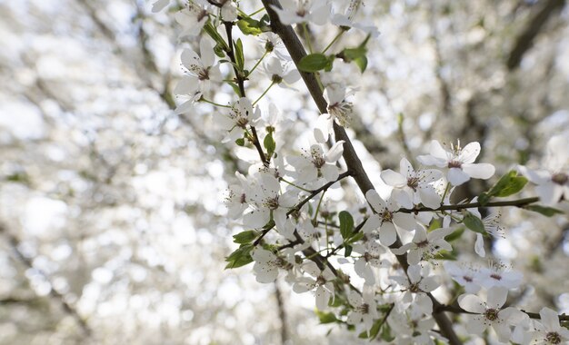 Primer plano de un árbol de flores blancas con un natural borroso