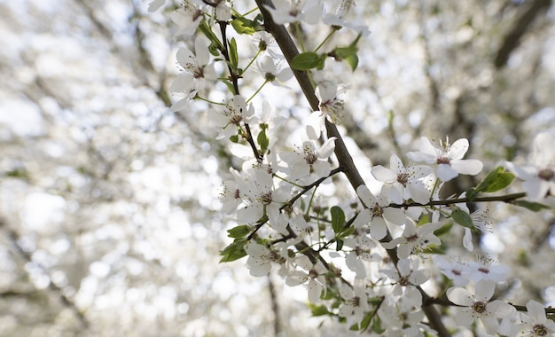 Primer plano de un árbol de flores blancas con un natural borroso