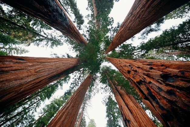 Foto gratuita primer plano de un árbol gigante en el parque nacional sequoia