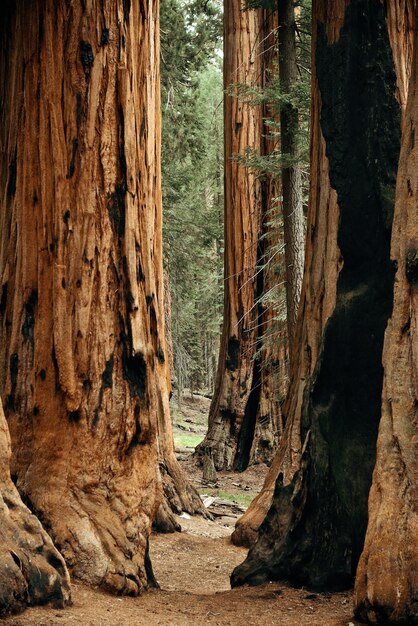 Primer plano de un árbol gigante en el Parque Nacional Sequoia