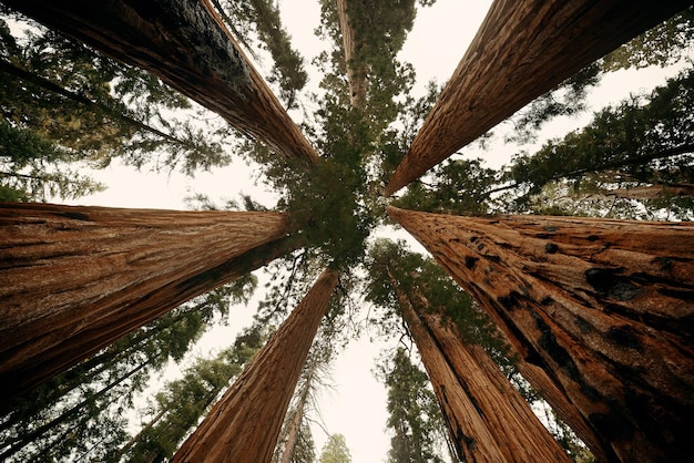 Primer plano de un árbol gigante en el Parque Nacional Sequoia