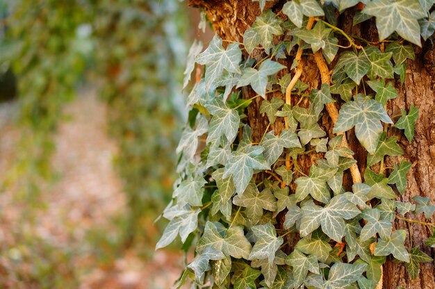 Primer plano de un árbol con hojas que crecen en él