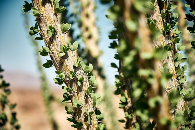 Primer plano del árbol de ocotillo en el Parque Nacional Joshua Tree, California, EE.