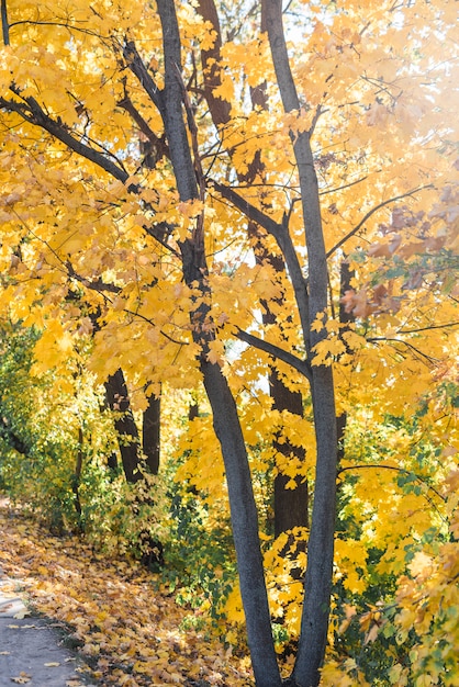 Primer plano del árbol de otoño en el bosque