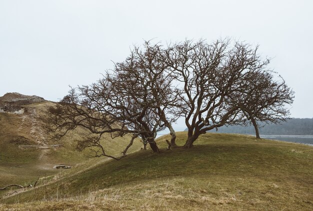 Primer plano de un árbol en un paisaje verde bajo un cielo despejado