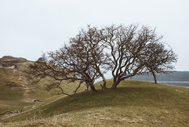 Primer plano de un árbol en un paisaje verde bajo un cielo despejado