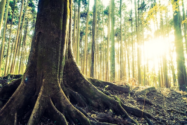 Primer plano de árbol con sus raíces