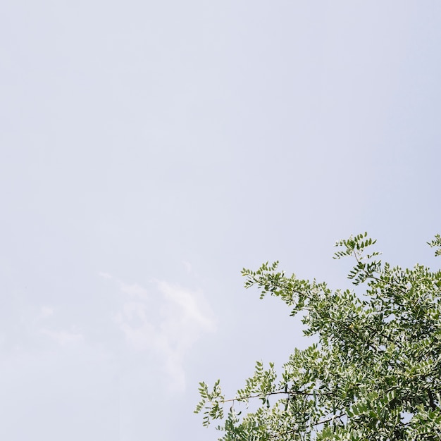 Primer plano de árbol verde contra el cielo azul