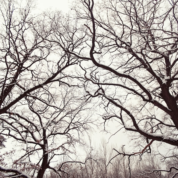 Primer plano de árboles sin hojas nevados