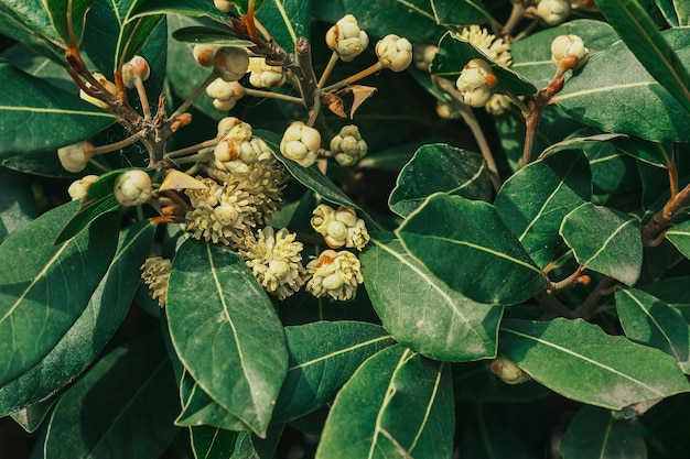 Primer plano de los árboles de laurel en flor de laurel en Turquía en flor en la idea de primavera para el fondo