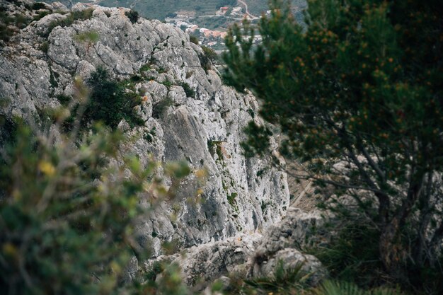 Primer plano de árboles con montañas rocosas